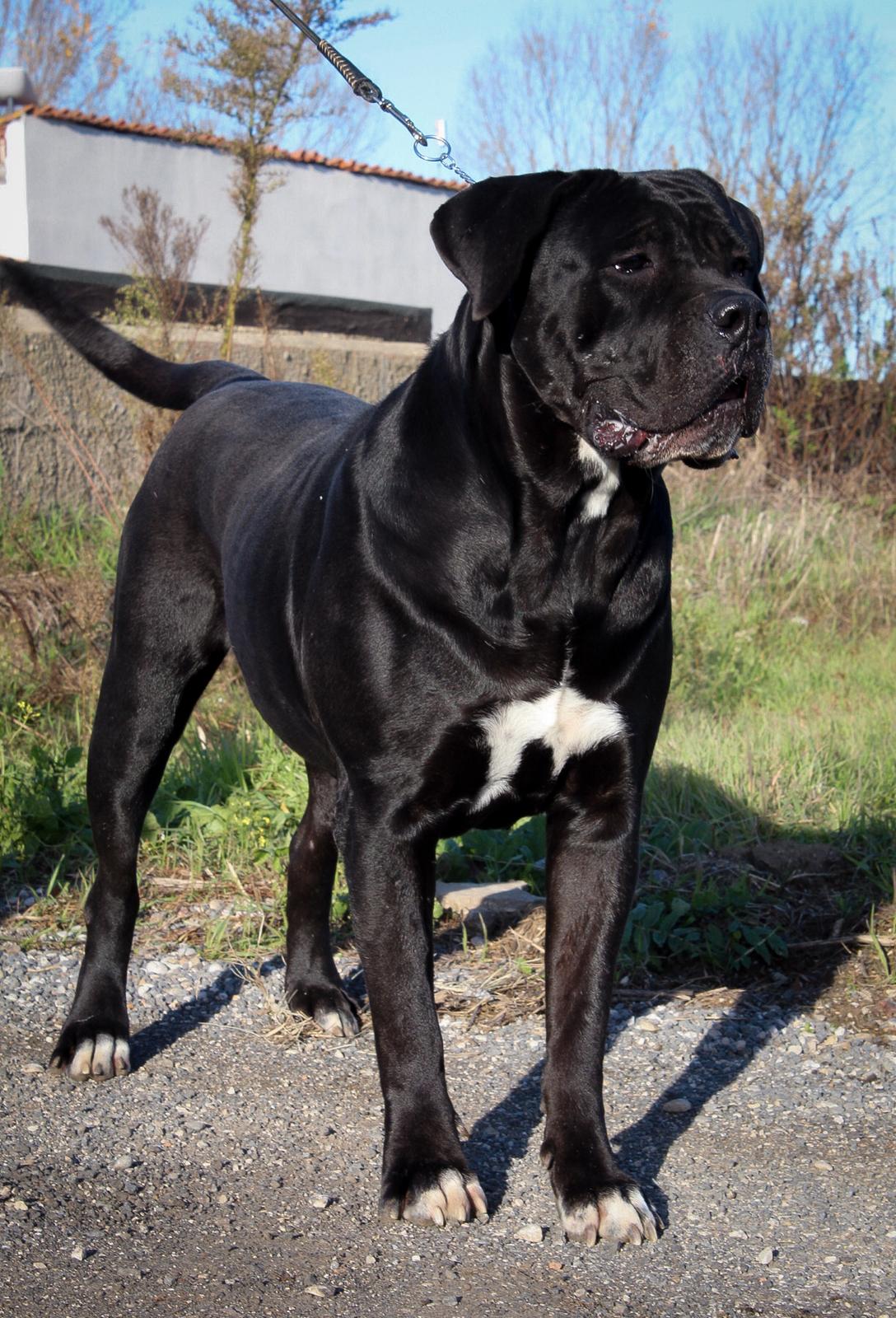 Aurora Dell Olimpo Cane Corso Nero 1