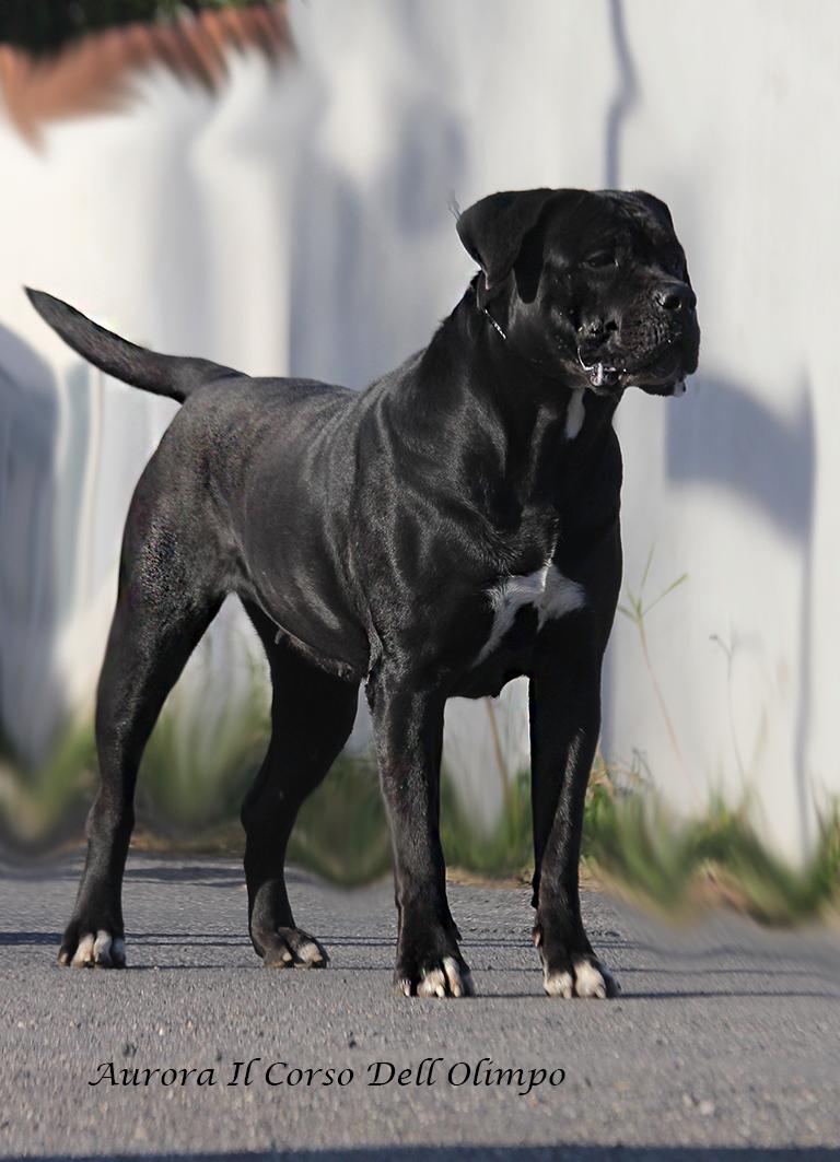 Aurora Dell Olimpo Cane Corso Nero 2