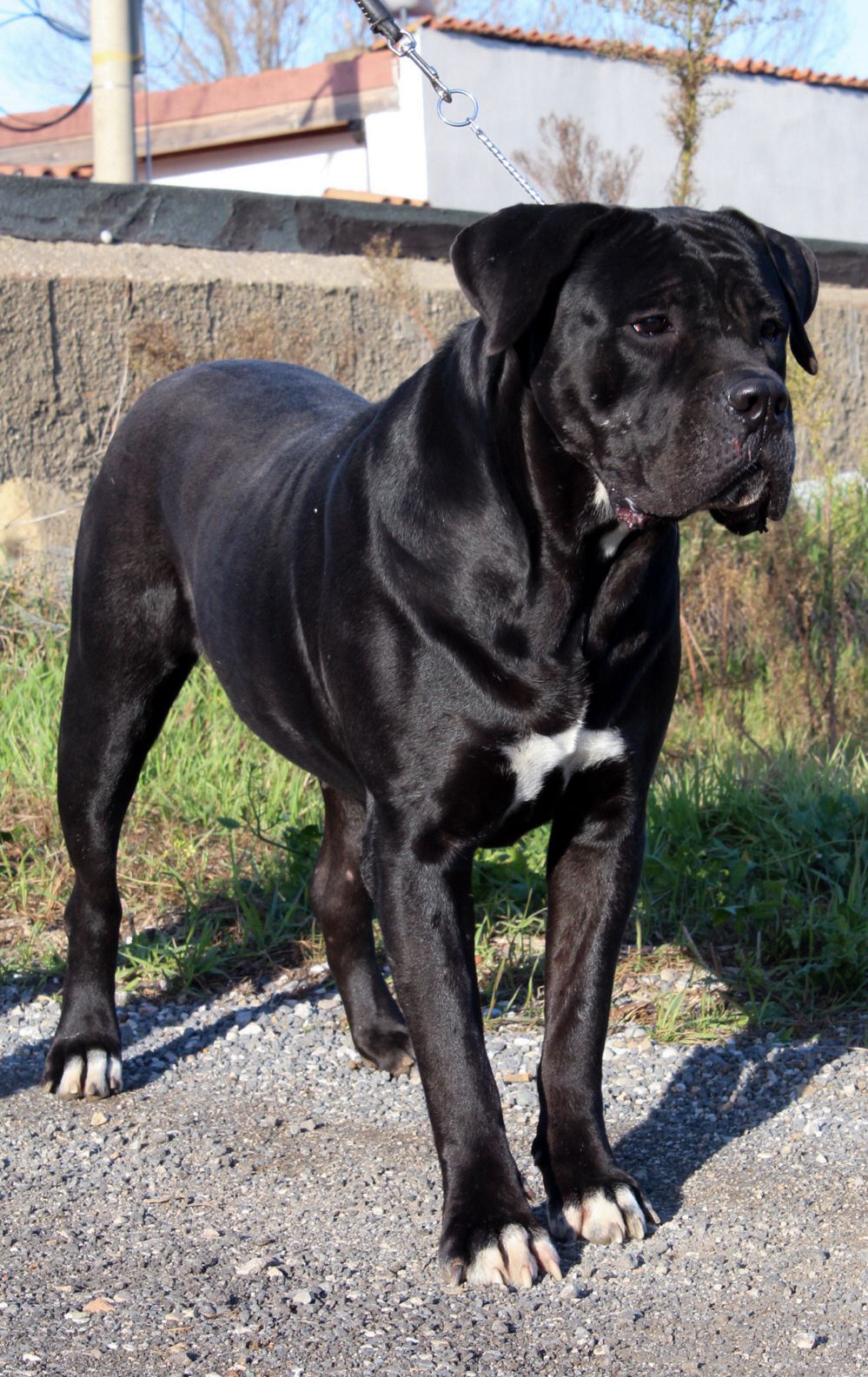 Aurora Dell Olimpo Cane Corso Nero 3
