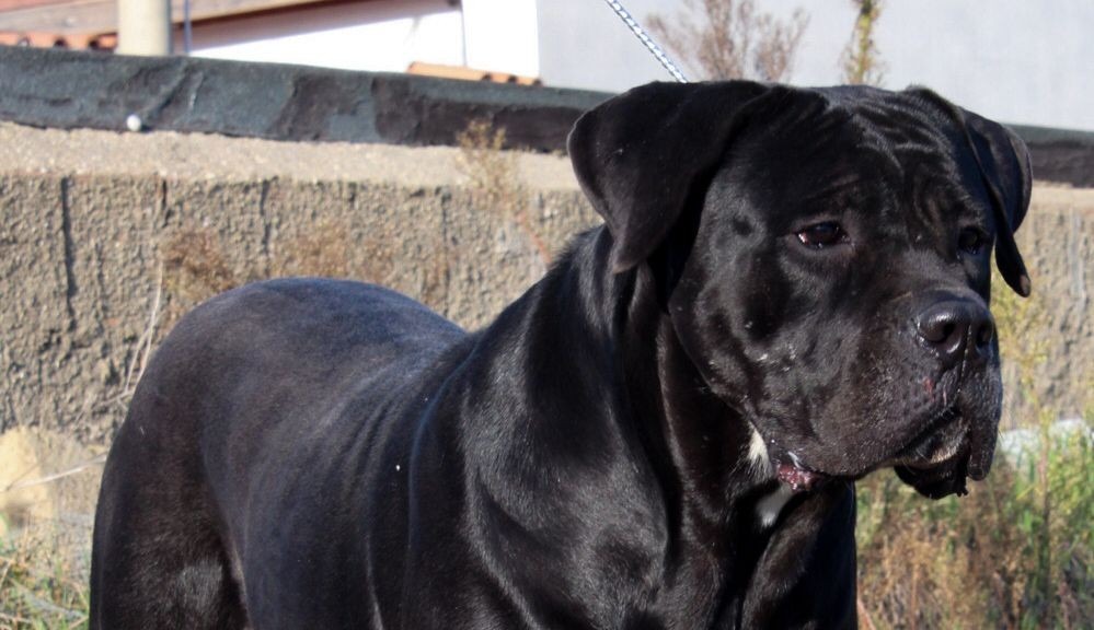 Aurora Dell Olimpo Cane Corso Nero Bg