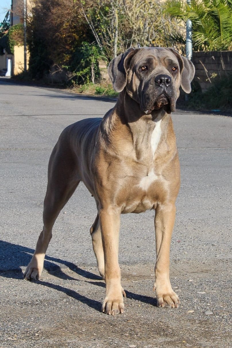 Fiamma Dell Olimpo Cane Corso Fulvo Maschera Grigia 1