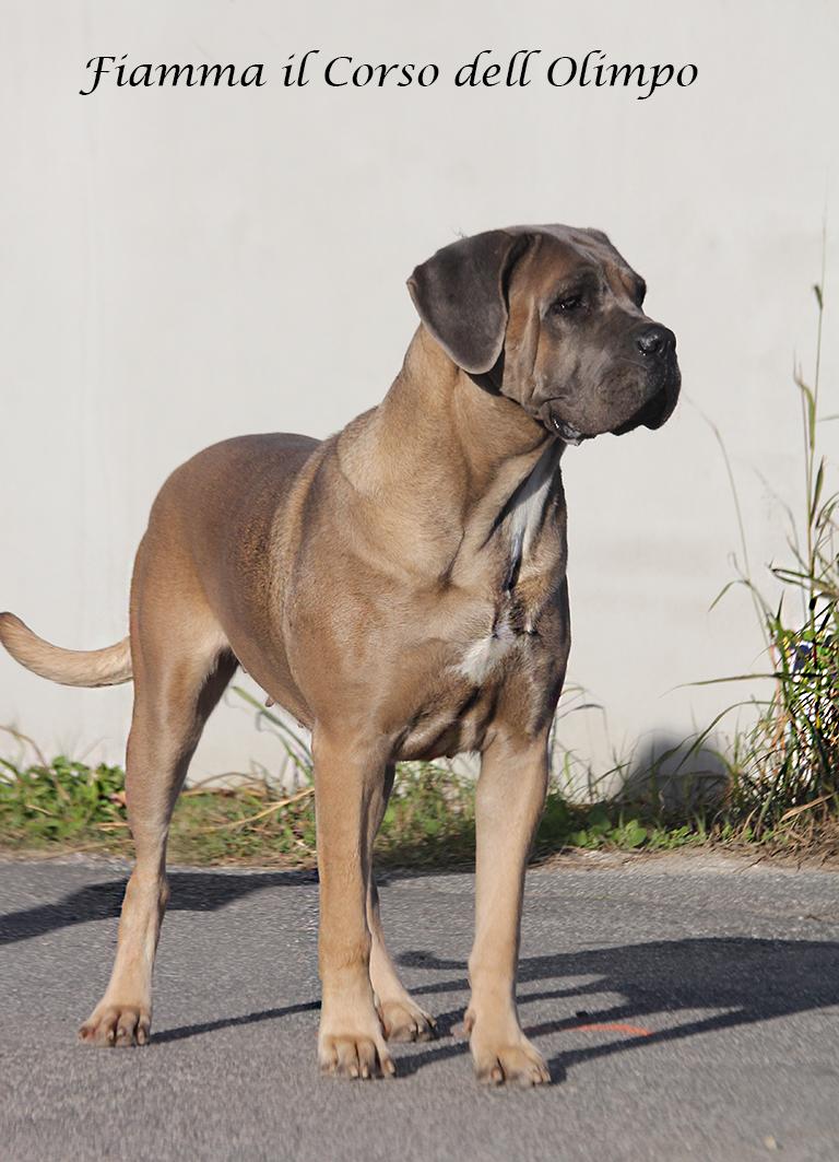 Fiamma Dell Olimpo Cane Corso Fulvo Maschera Grigia 2
