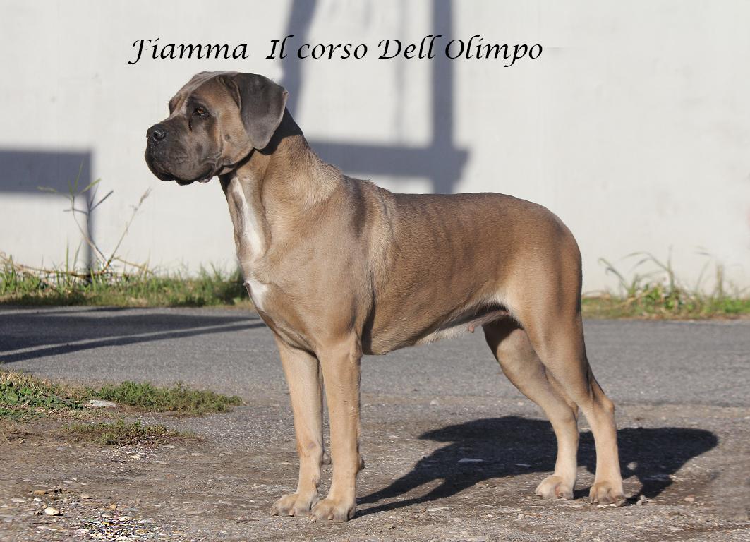 Fiamma Dell Olimpo Cane Corso Fulvo Maschera Grigia 3