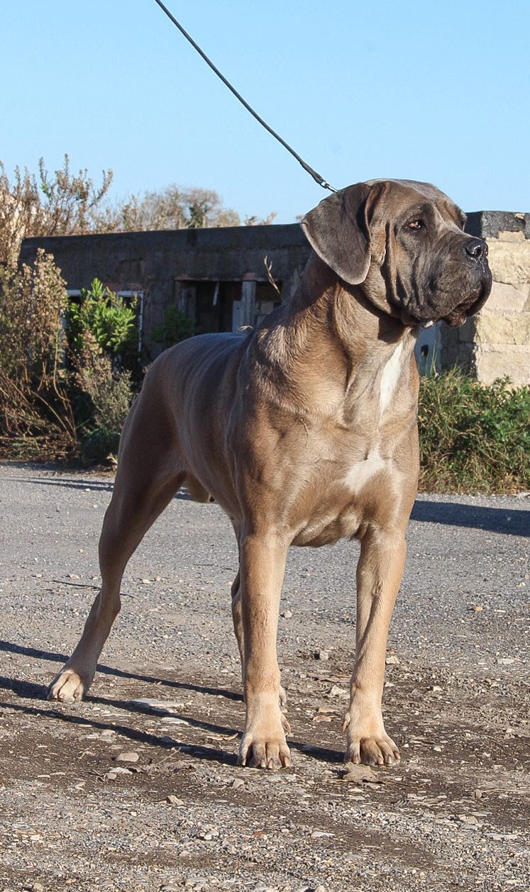 Fiamma Dell Olimpo Cane Corso Fulvo Maschera Grigia 4