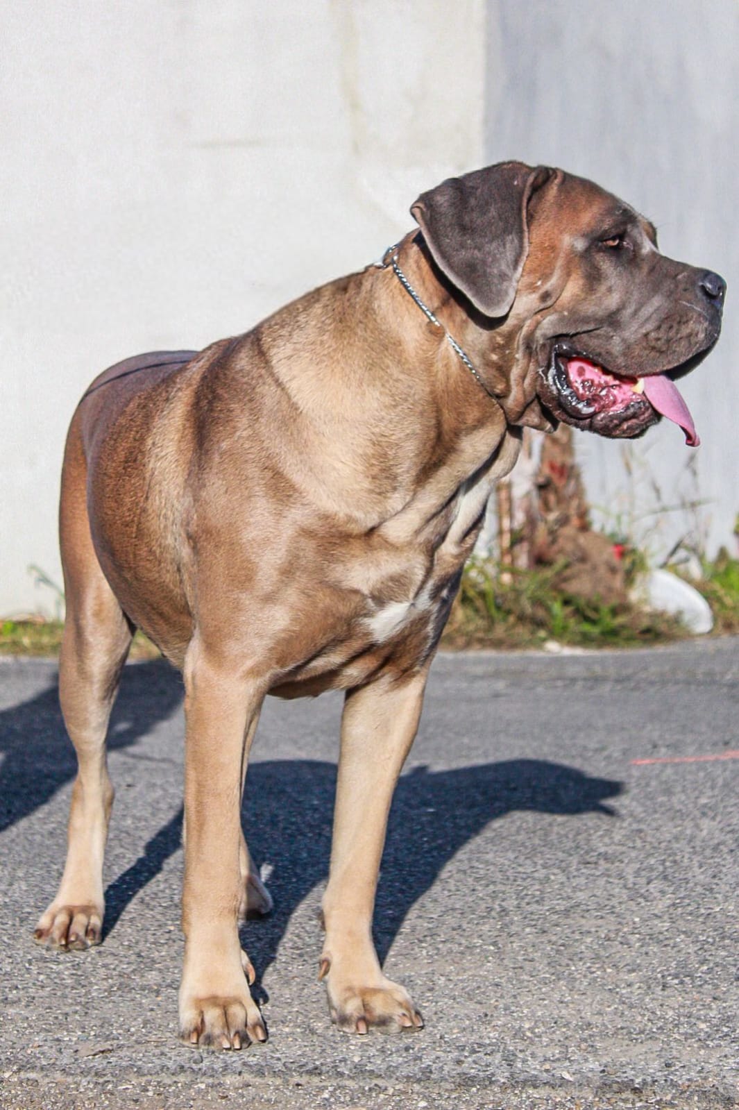 Fiamma Dell Olimpo Cane Corso Fulvo Maschera Grigia 5