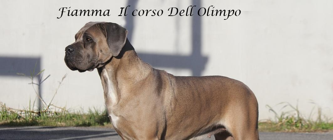 Fiamma Dell Olimpo Cane Corso Fulvo Maschera Grigia Bg