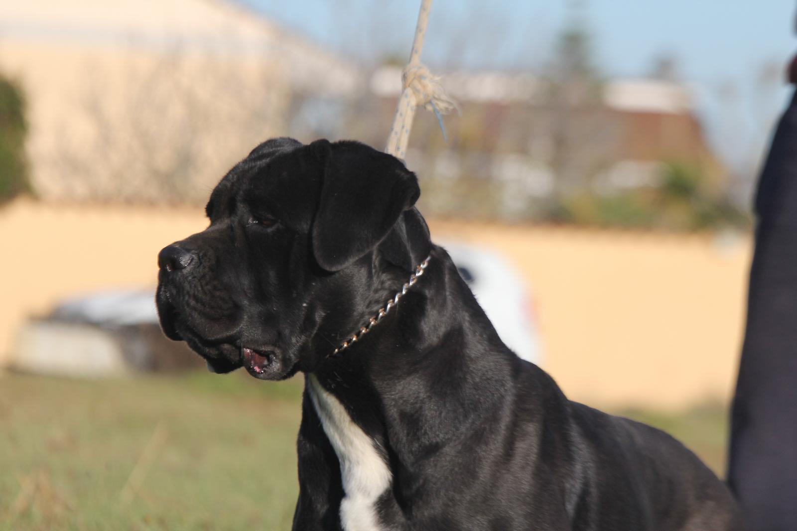 Imperia Dell Olimpo Cane Corso Nero 1
