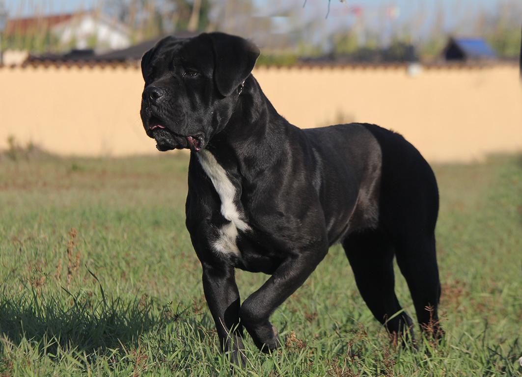Imperia Dell Olimpo Cane Corso Nero 2