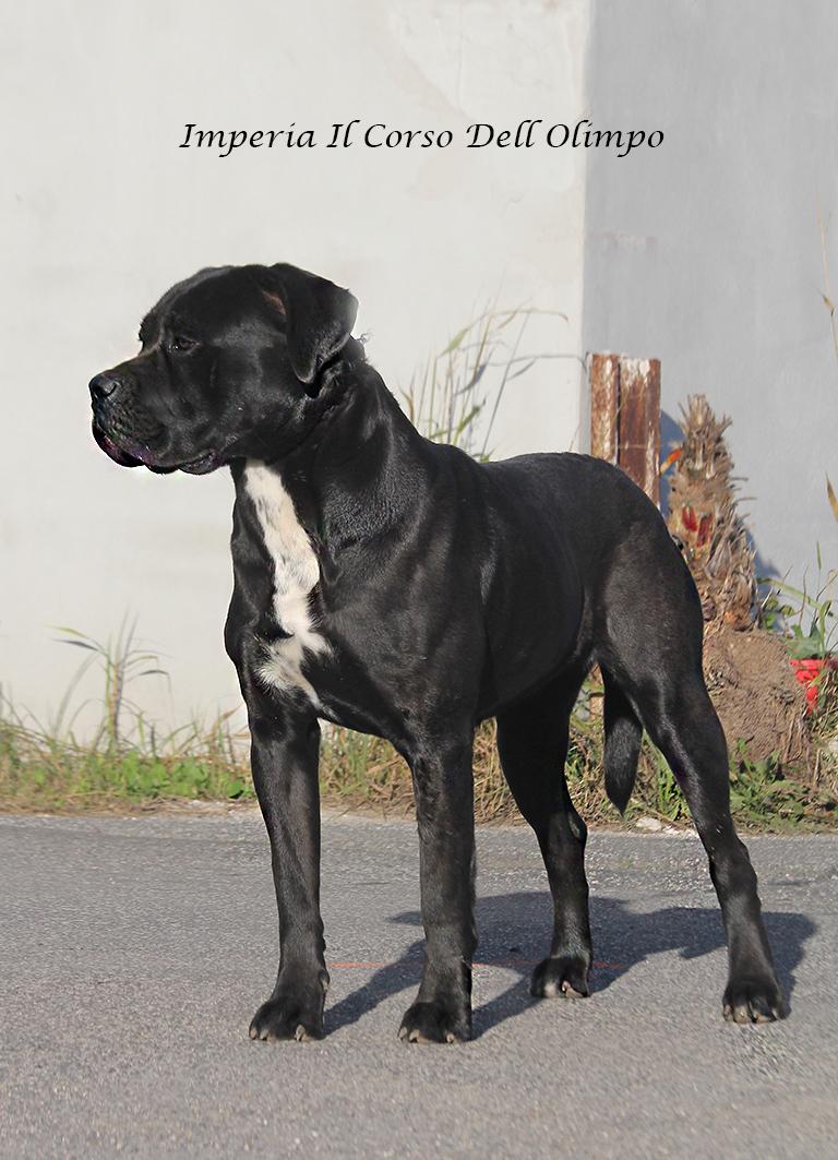 Imperia Dell Olimpo Cane Corso Nero 3