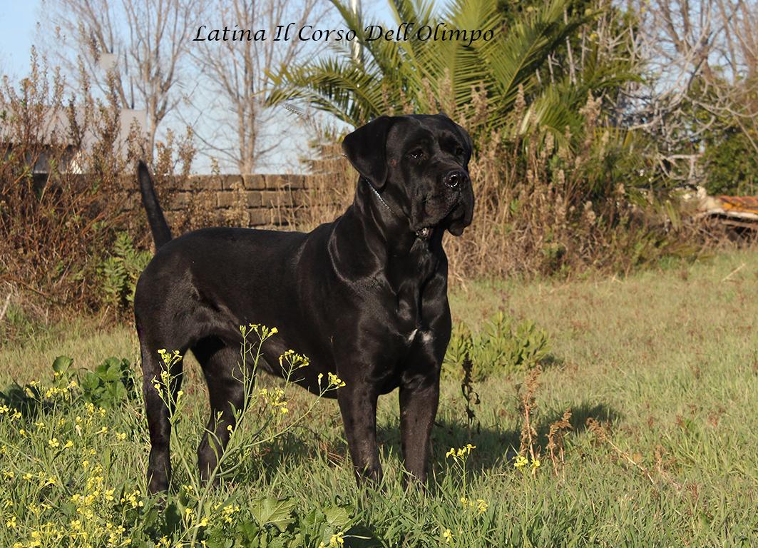 Latina Cane Corso Femmina Corso Olimpo 1