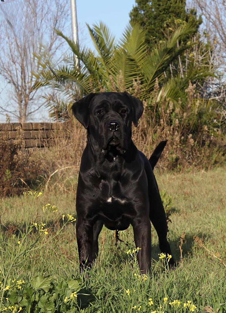 Latina Cane Corso Femmina Corso Olimpo 2