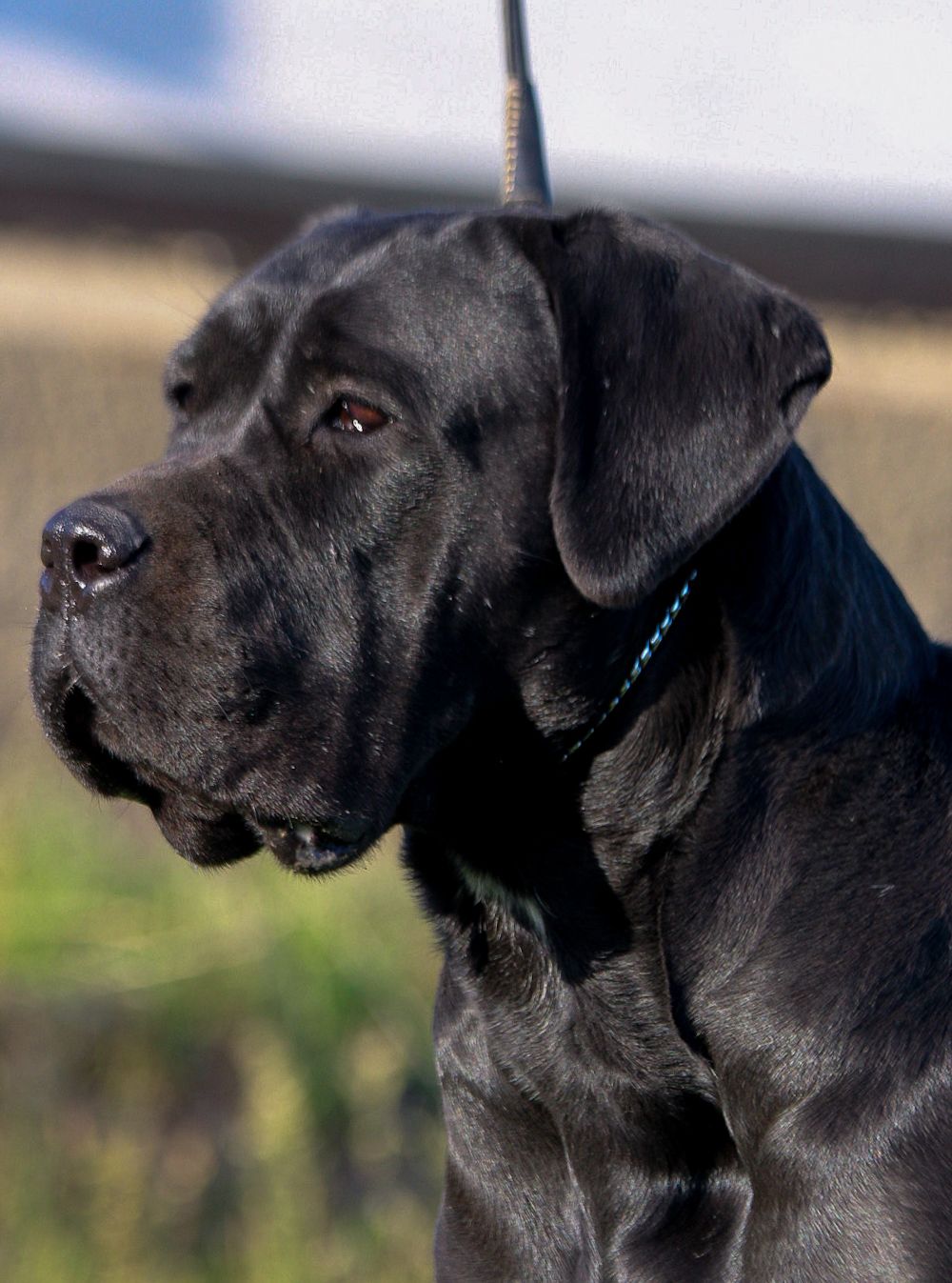 Latina Cane Corso Femmina Corso Olimpo 3