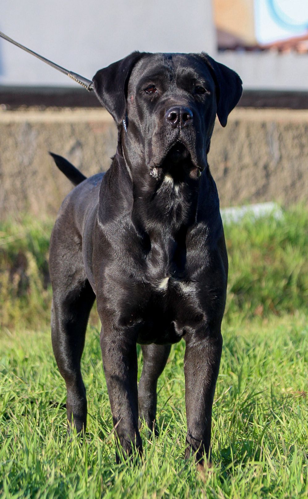 Latina Cane Corso Femmina Corso Olimpo 4