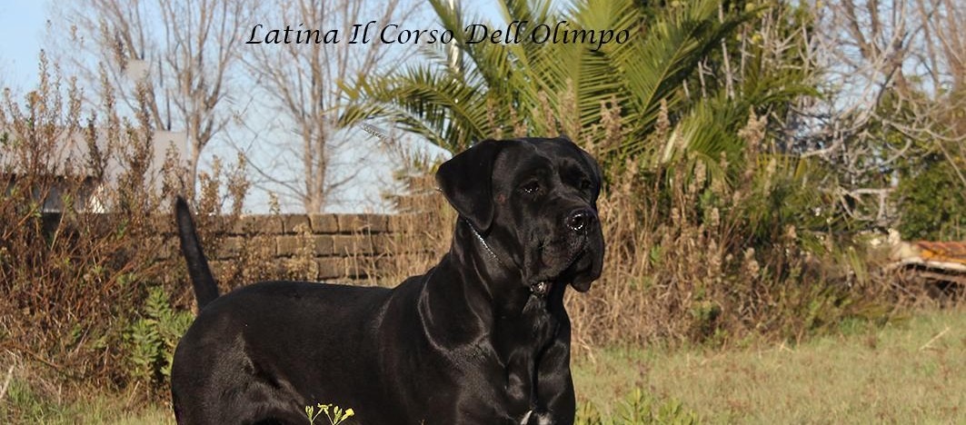 Latina Cane Corso Femmina Corso Olimpo Bg