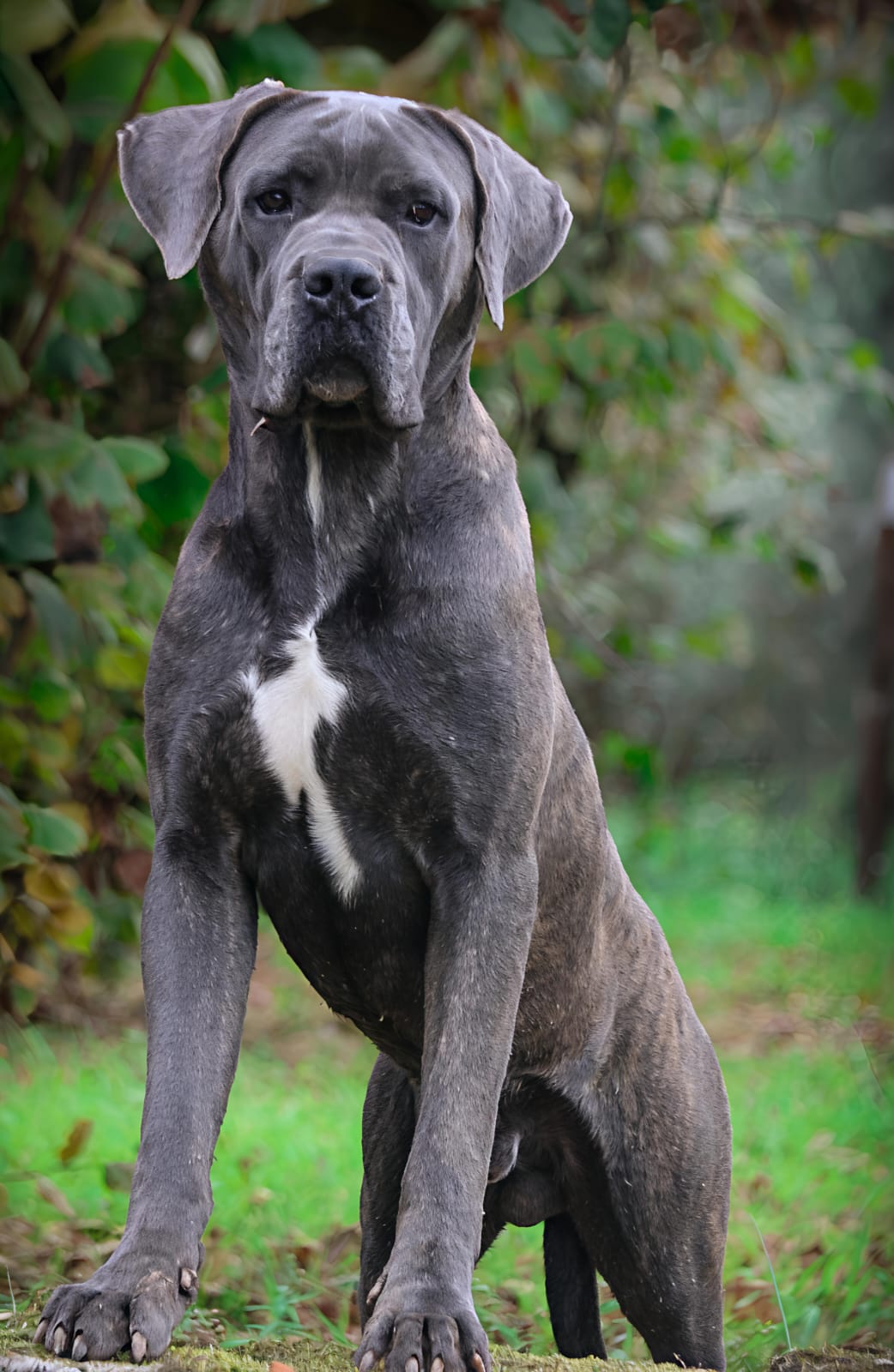 Morning Star Maschio Corso Olimpo 2
