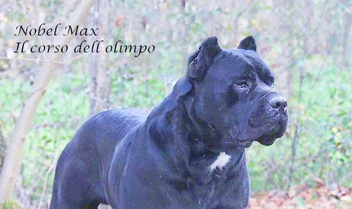 Nobel Max Cane Corso Nero Bg