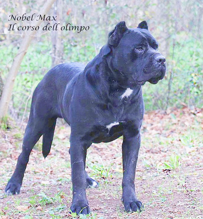 Nobel Max Cane Corso Nero Foto 1