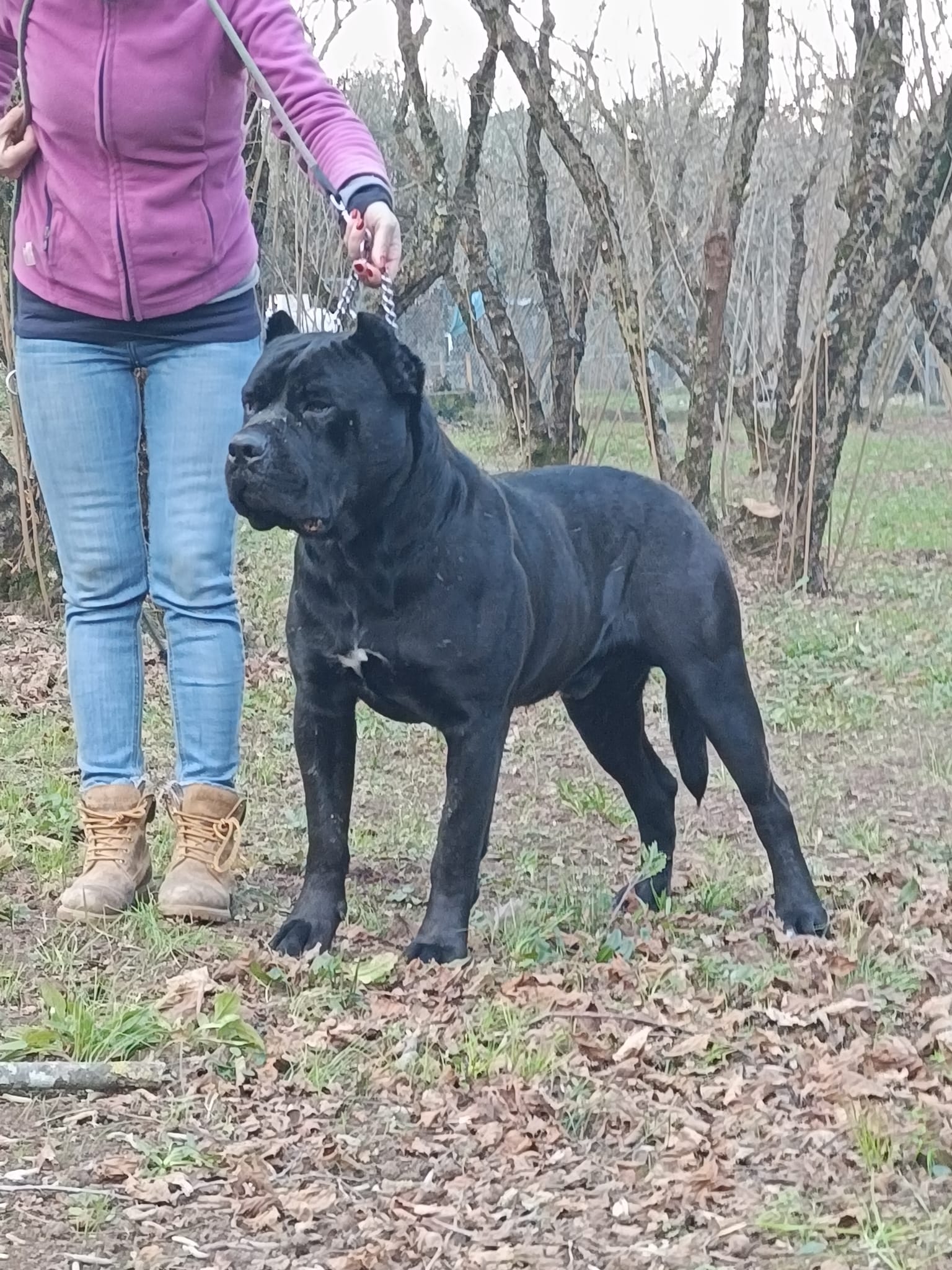Nobel Max Cane Corso Nero Foto 2