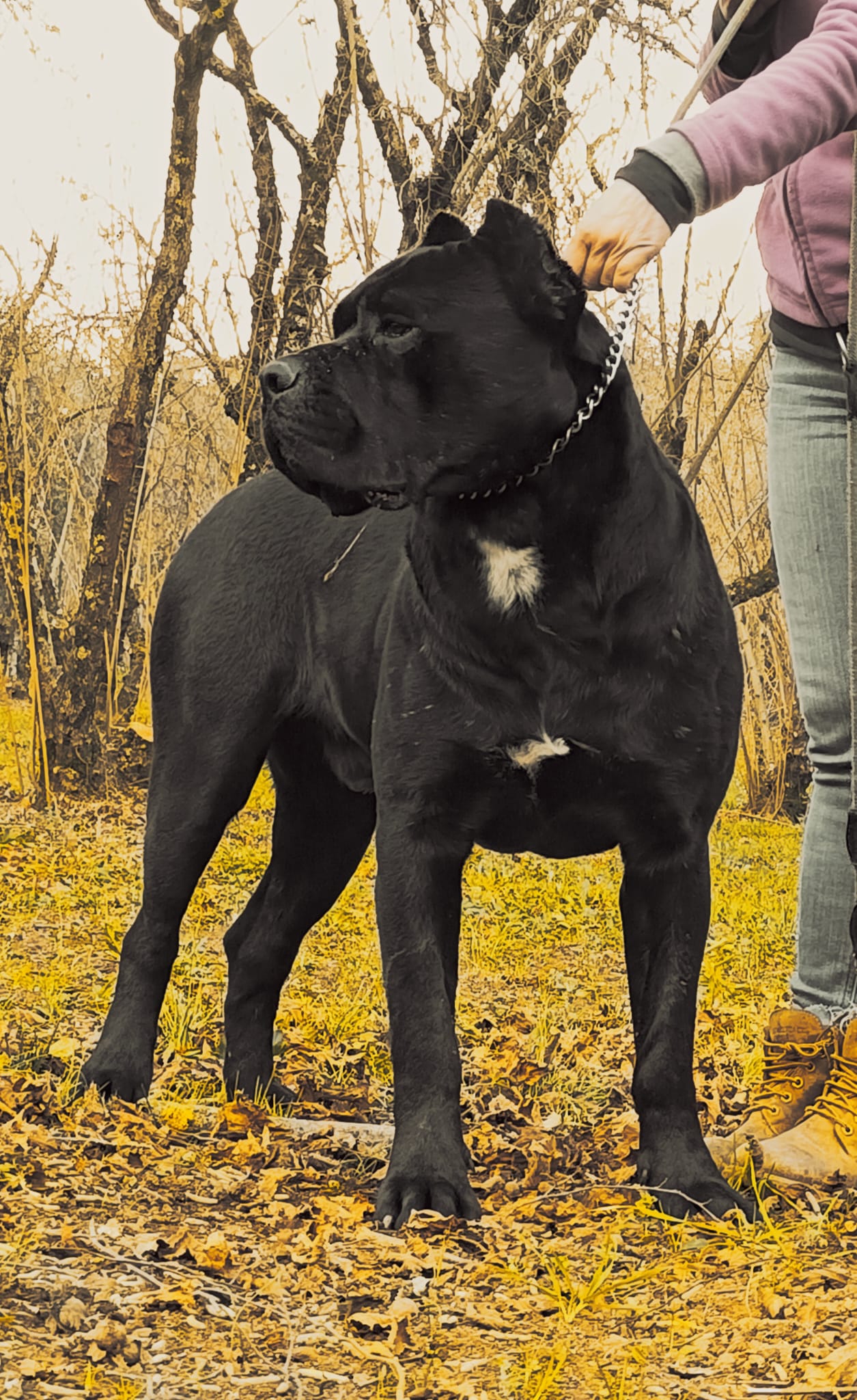 Nobel Max Cane Corso Nero Foto 3