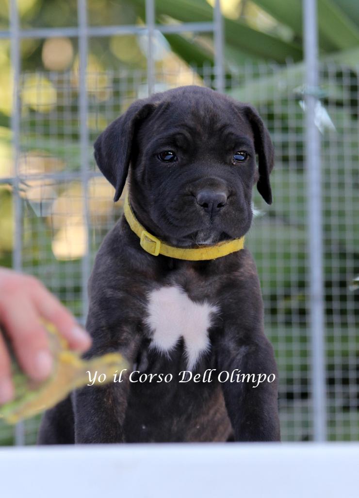 Yo Dellolimpo Cane Corso Femmina Tigrata 1