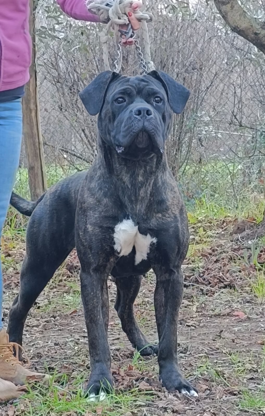 Yo Dellolimpo Cane Corso Femmina Tigrata 2