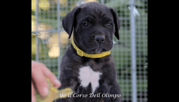 Yo Dellolimpo Cane Corso Femmina Tigrata