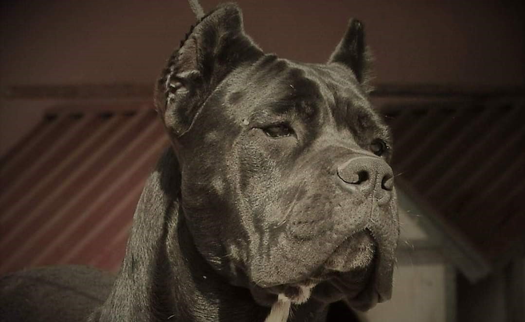Assenzio Cane Corso Background