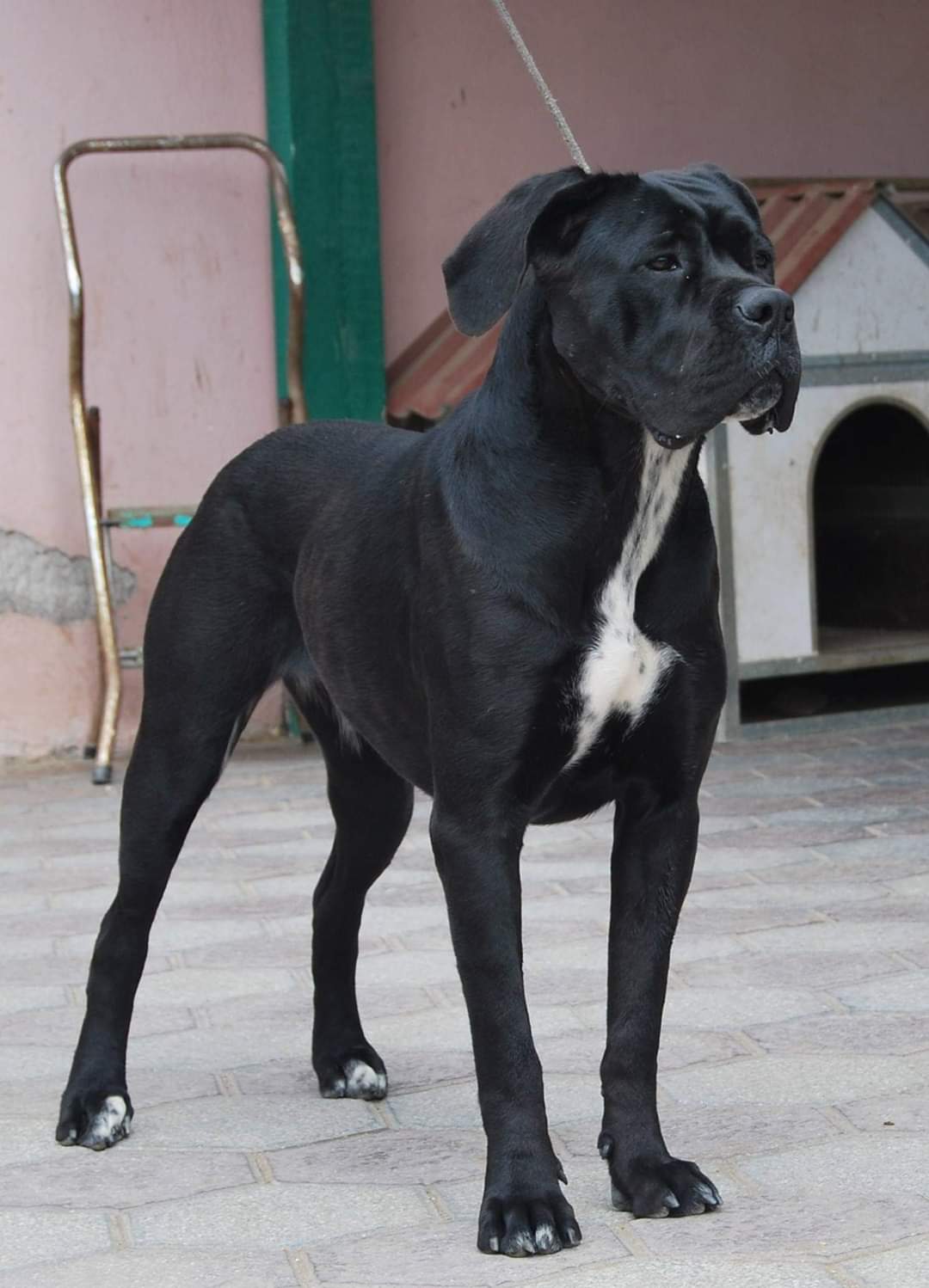 Bonadea Cane Corso Femmina Fattrice 0