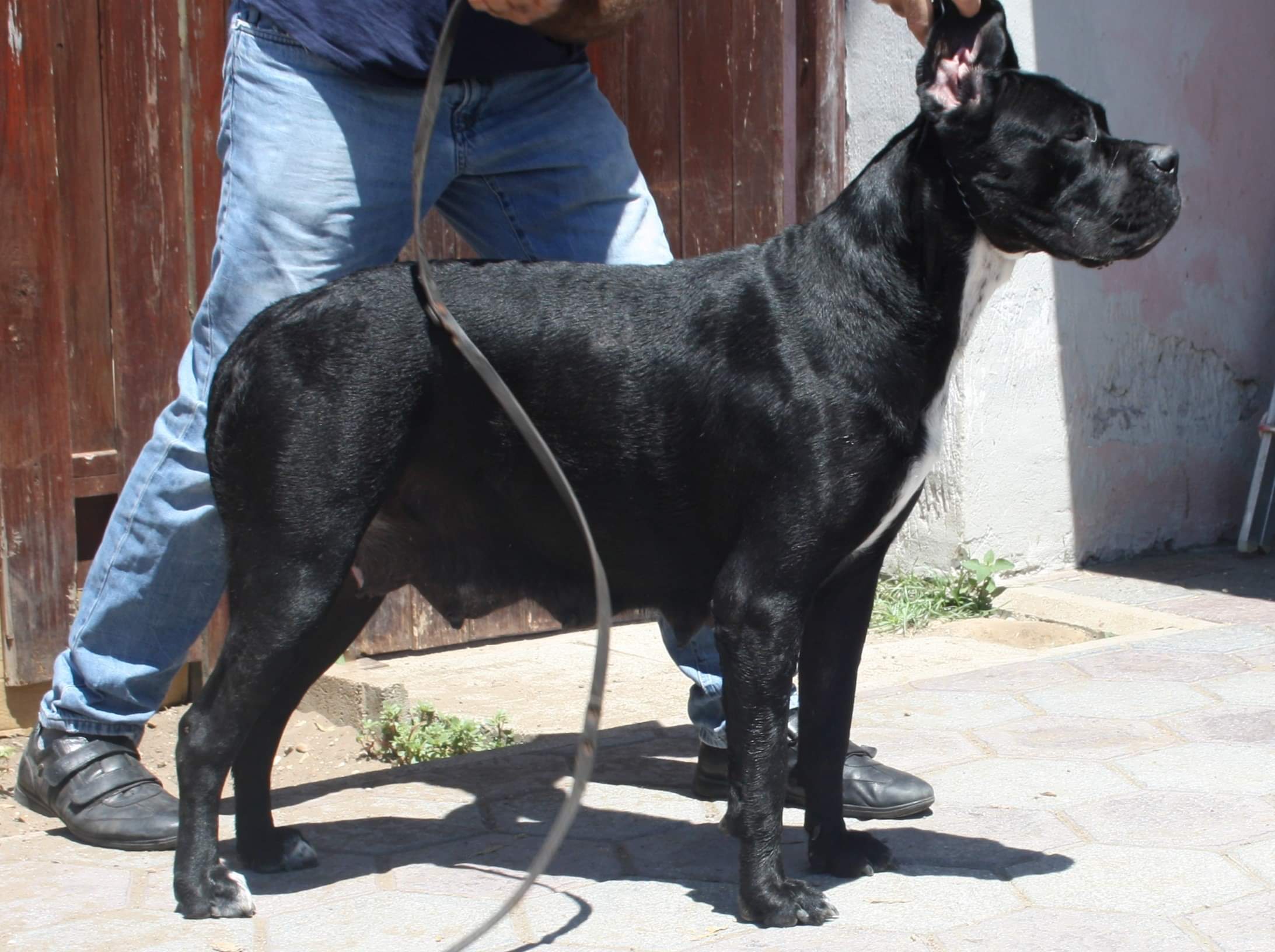 Bonadea Cane Corso Femmina Fattrice 1