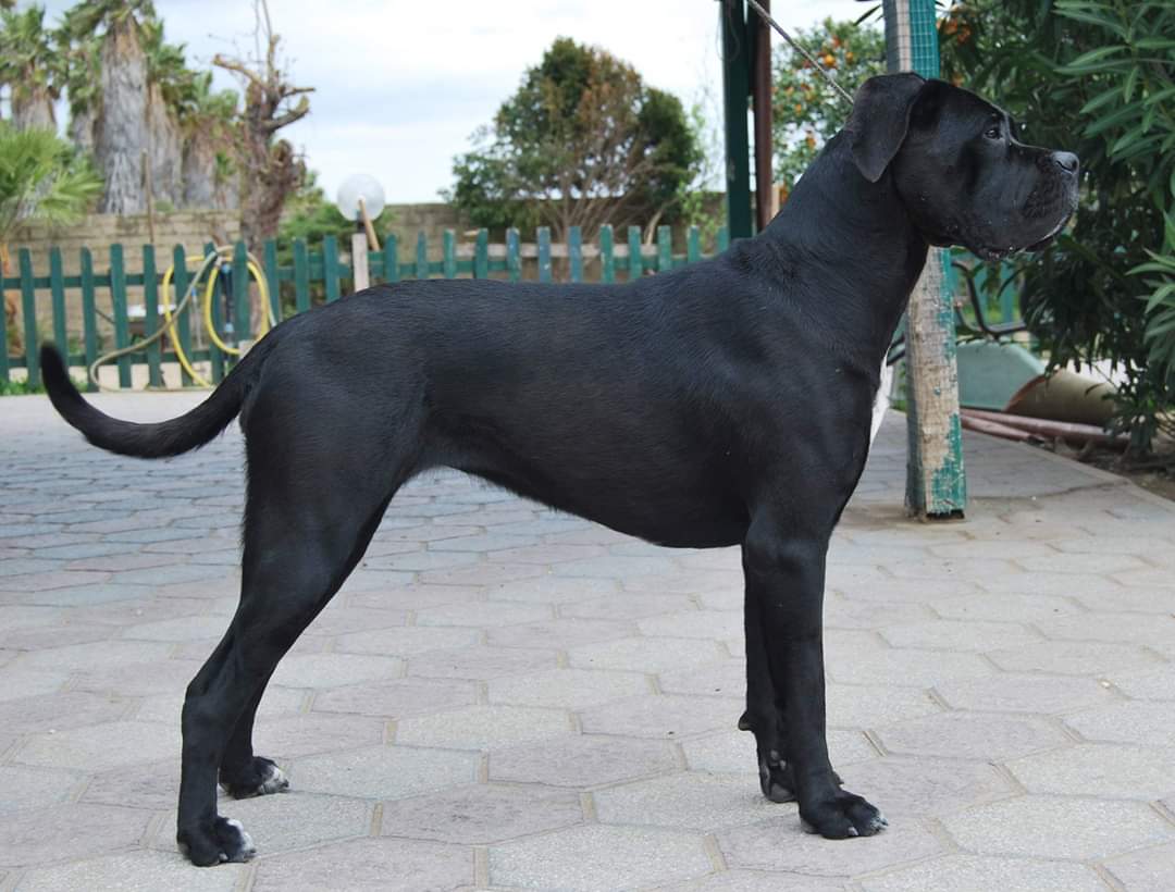 Bonadea Cane Corso Femmina Fattrice.2