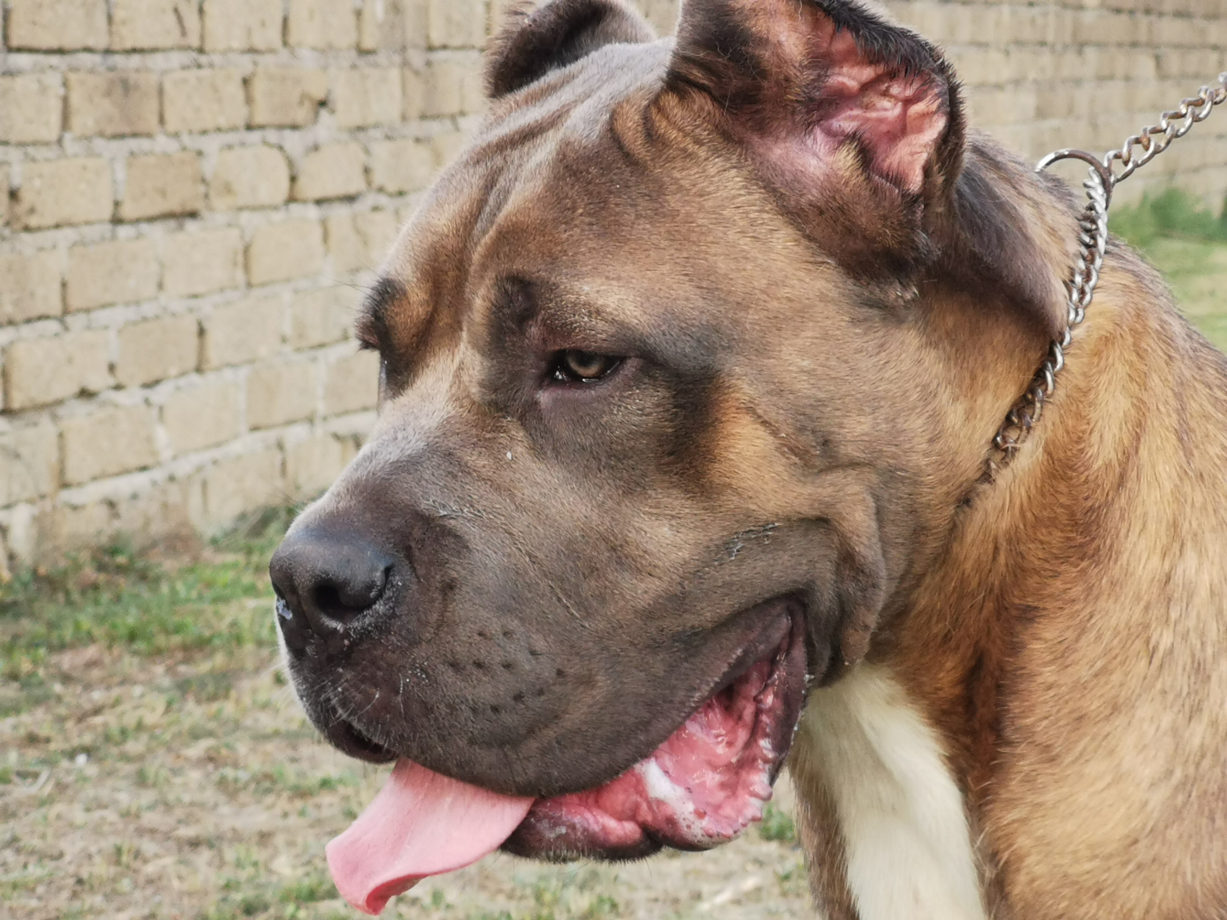 Dakar Cane Corso Maschio Stallone Il Corso Dell Olimpo 1