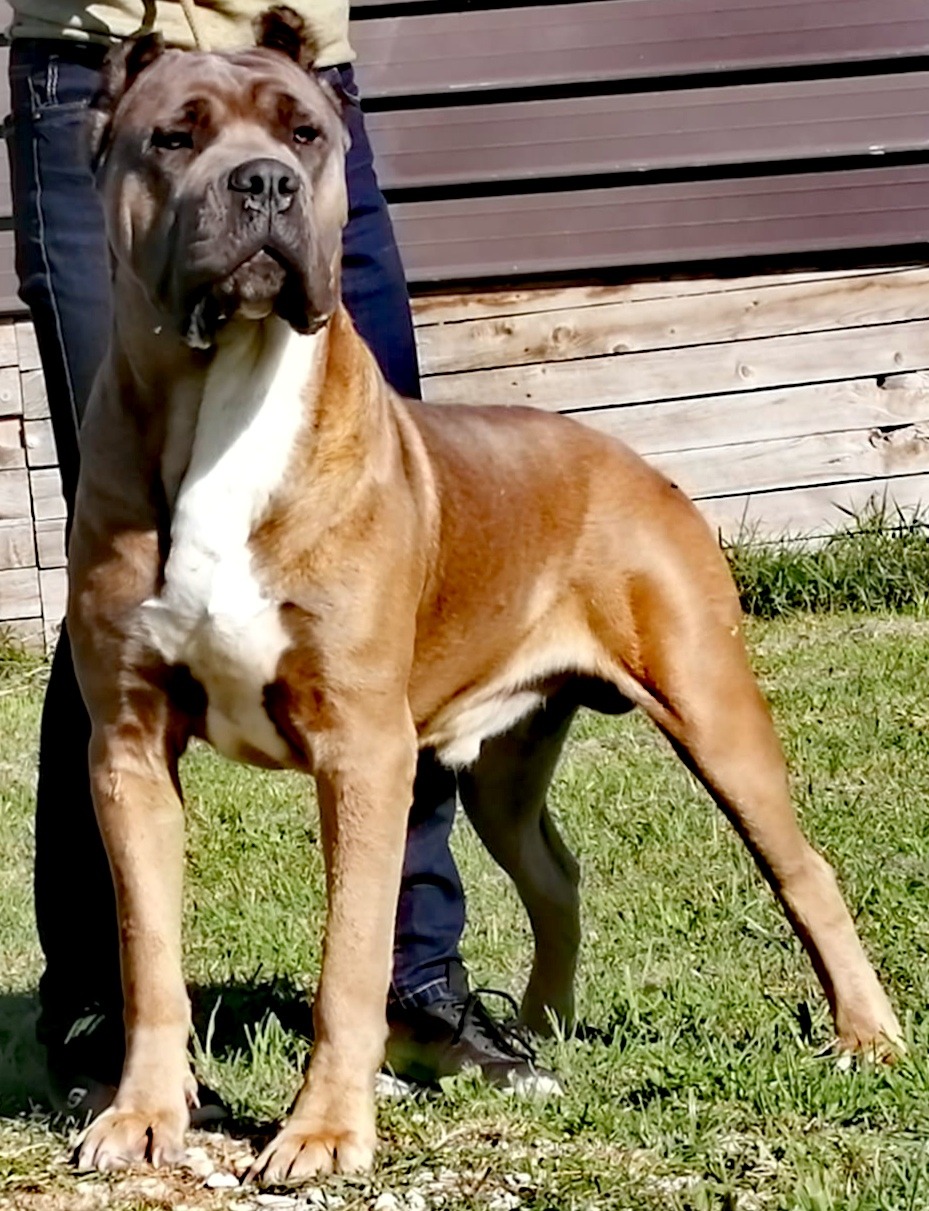 Dakar Cane Corso Maschio Stallone Il Corso Dell Olimpo 2