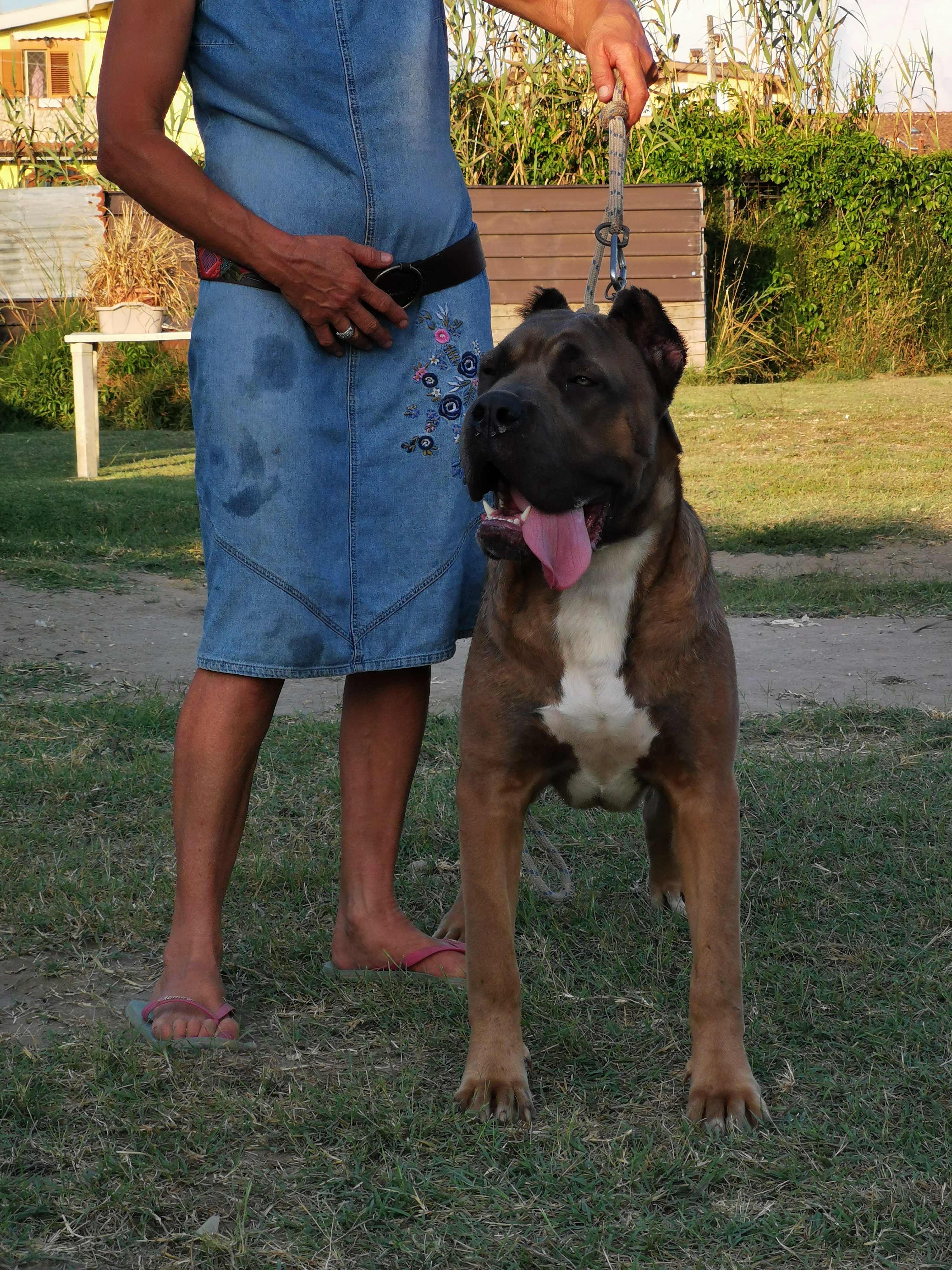 Dakar Cane Corso Maschio Stallone Il Corso Dell Olimpo 4