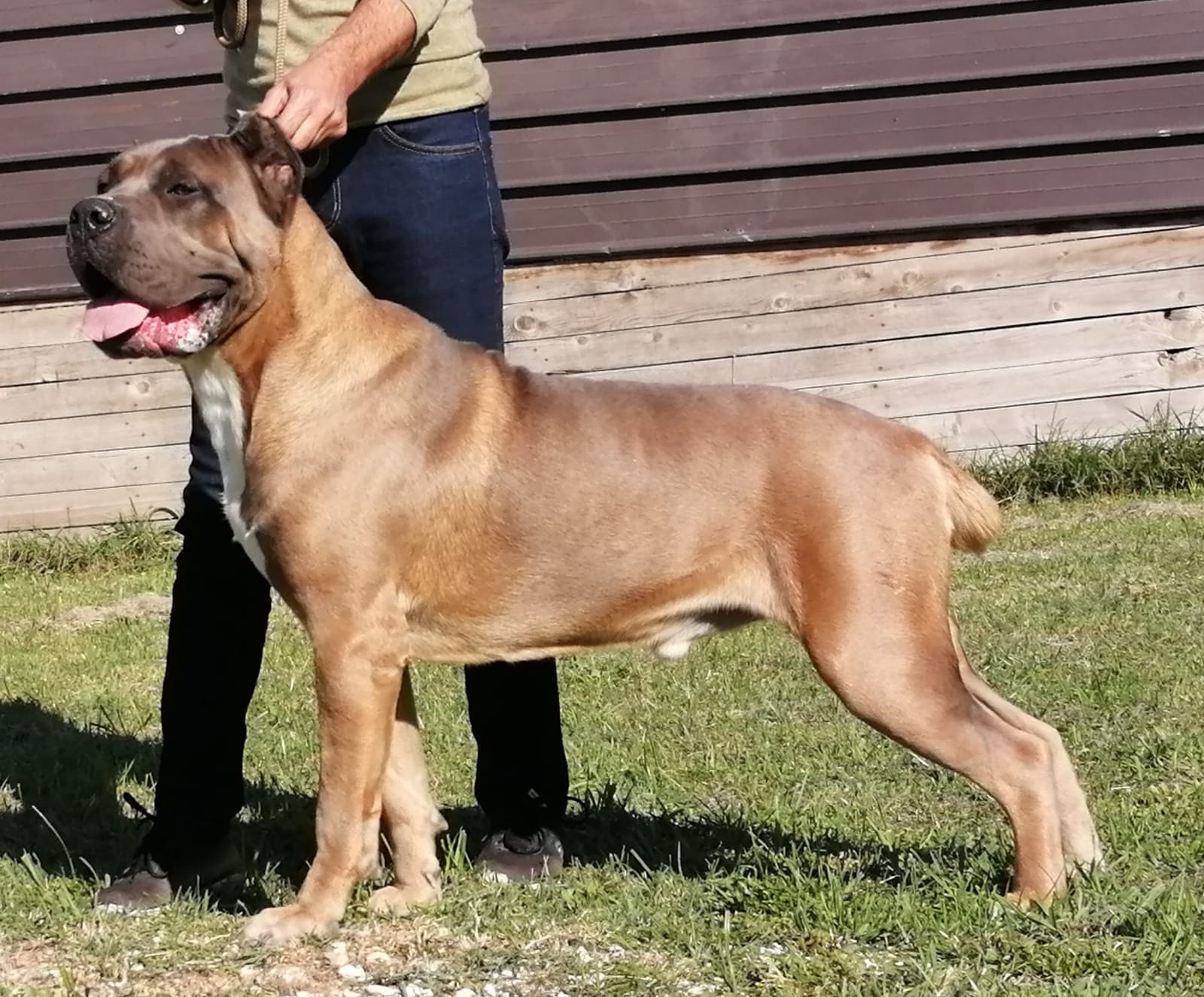 Dakar Cane Corso Maschio Stallone Il Corso Dell Olimpo 5