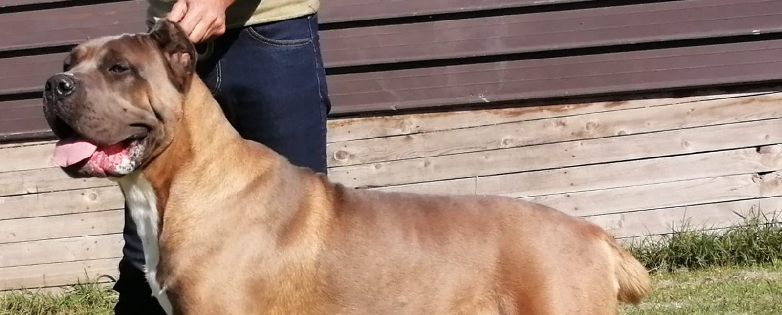 Dakar Cane Corso Maschio Stallone Il Corso Dell Olimpo Principal 1