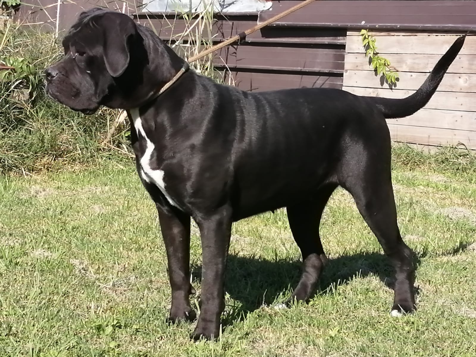 Enna Cane Corso Femmina Fattrice Il Corso Dell Olimpo 1