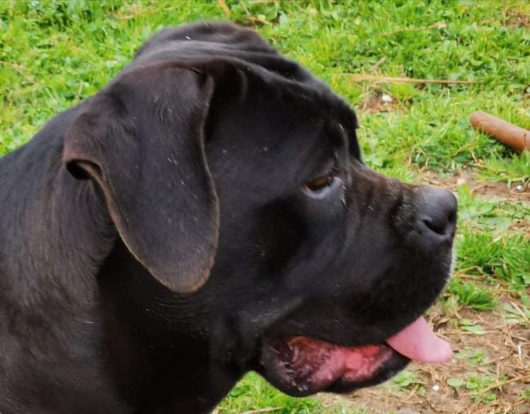 Enna Cane Corso Femmina Fattrice Il Corso Dell Olimpo 2