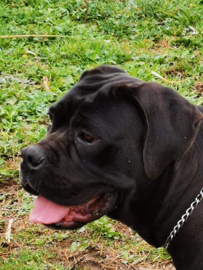 Enna Cane Corso Femmina Fattrice Il Corso Dell Olimpo 3
