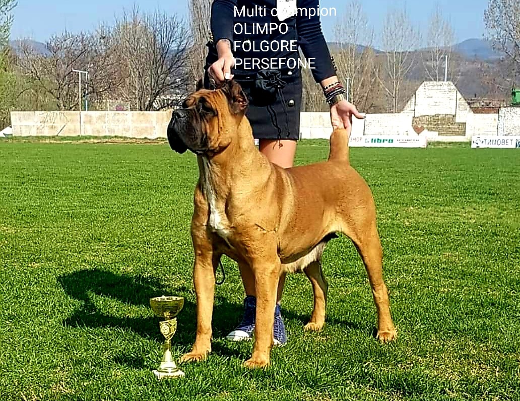 Folgore Femmina Cane Corso Fattrice 1