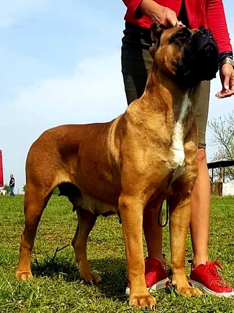 Folgore Femmina Cane Corso Fattrice 2