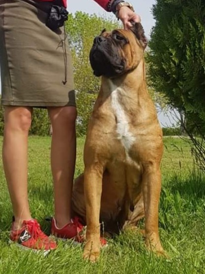 Folgore Femmina Cane Corso Fattrice 3