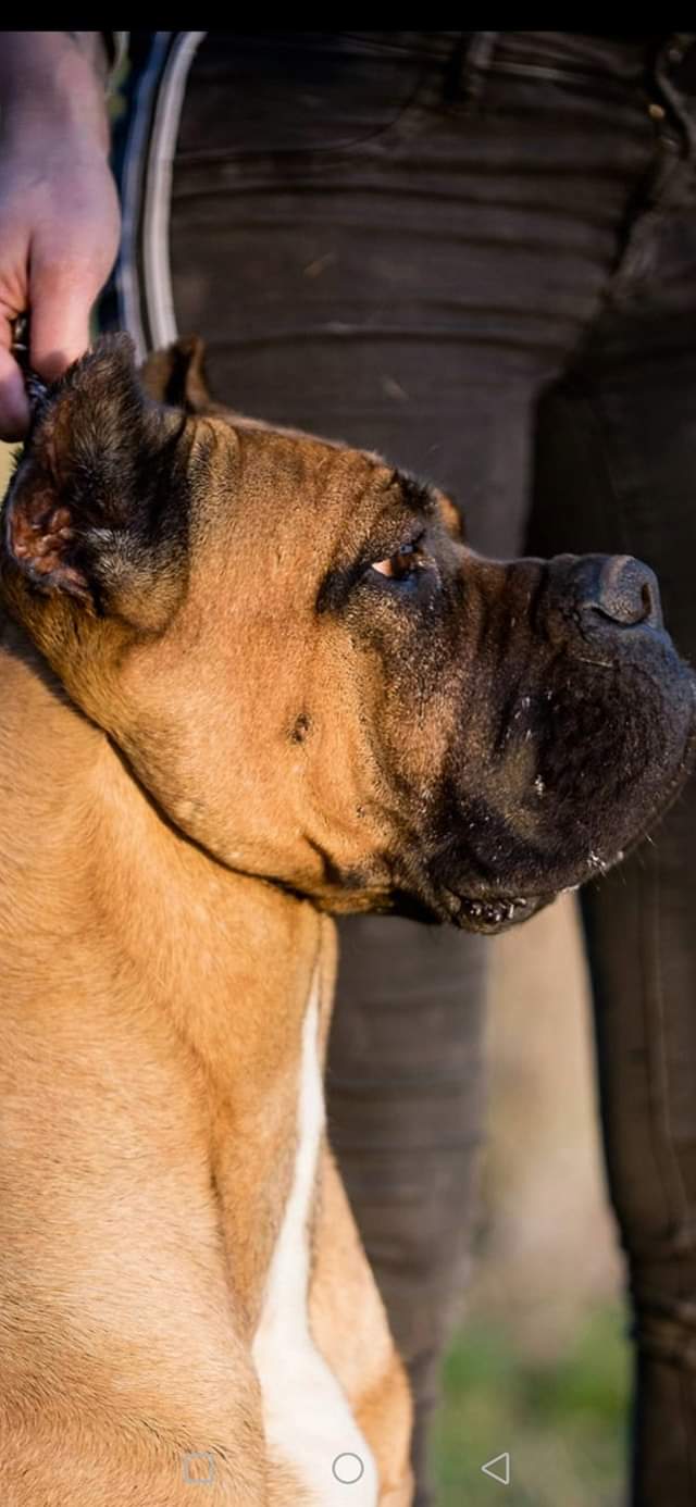 Folgore Femmina Cane Corso Fattrice 4