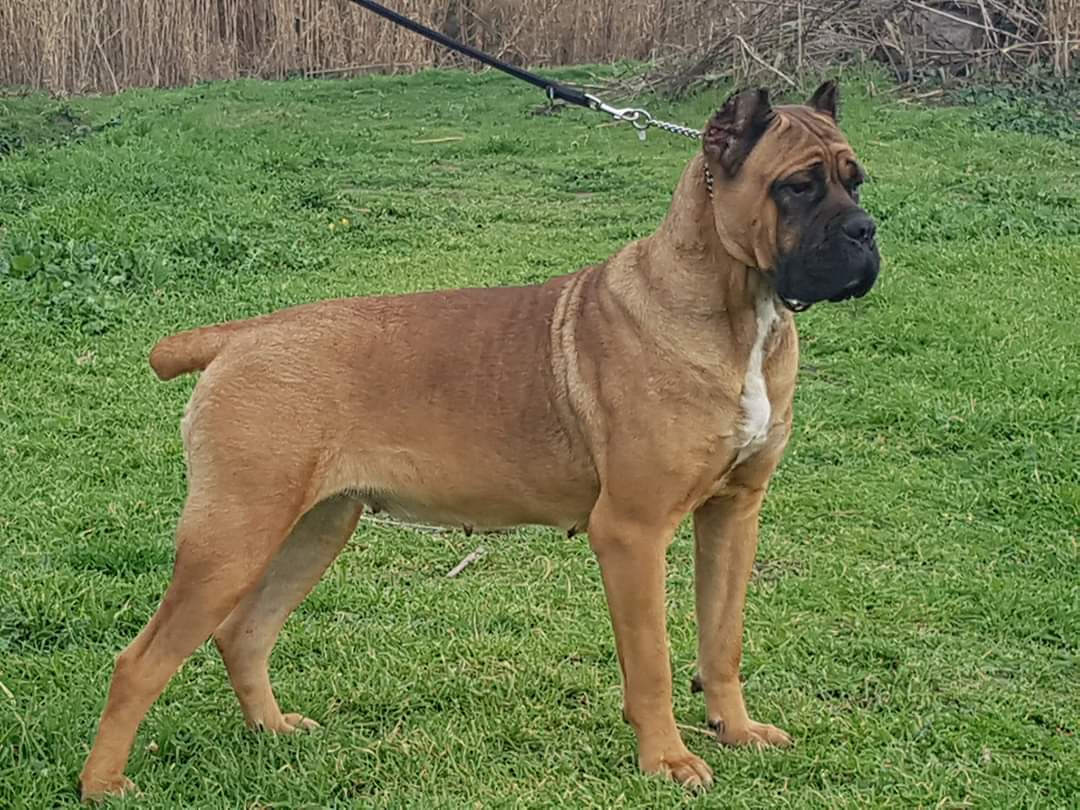 Folgore Femmina Cane Corso Fattrice 5