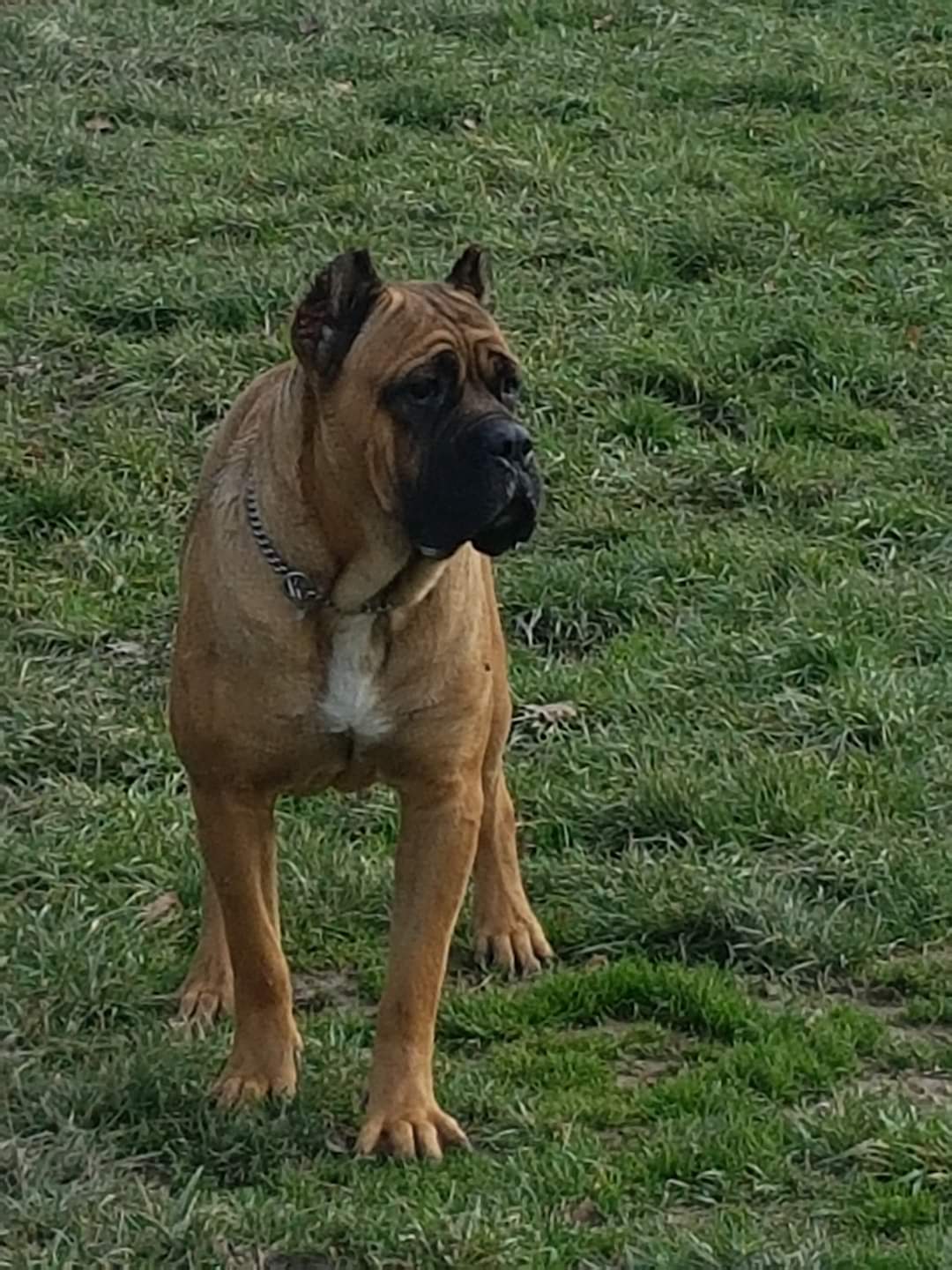 Folgore Femmina Cane Corso Fattrice 6