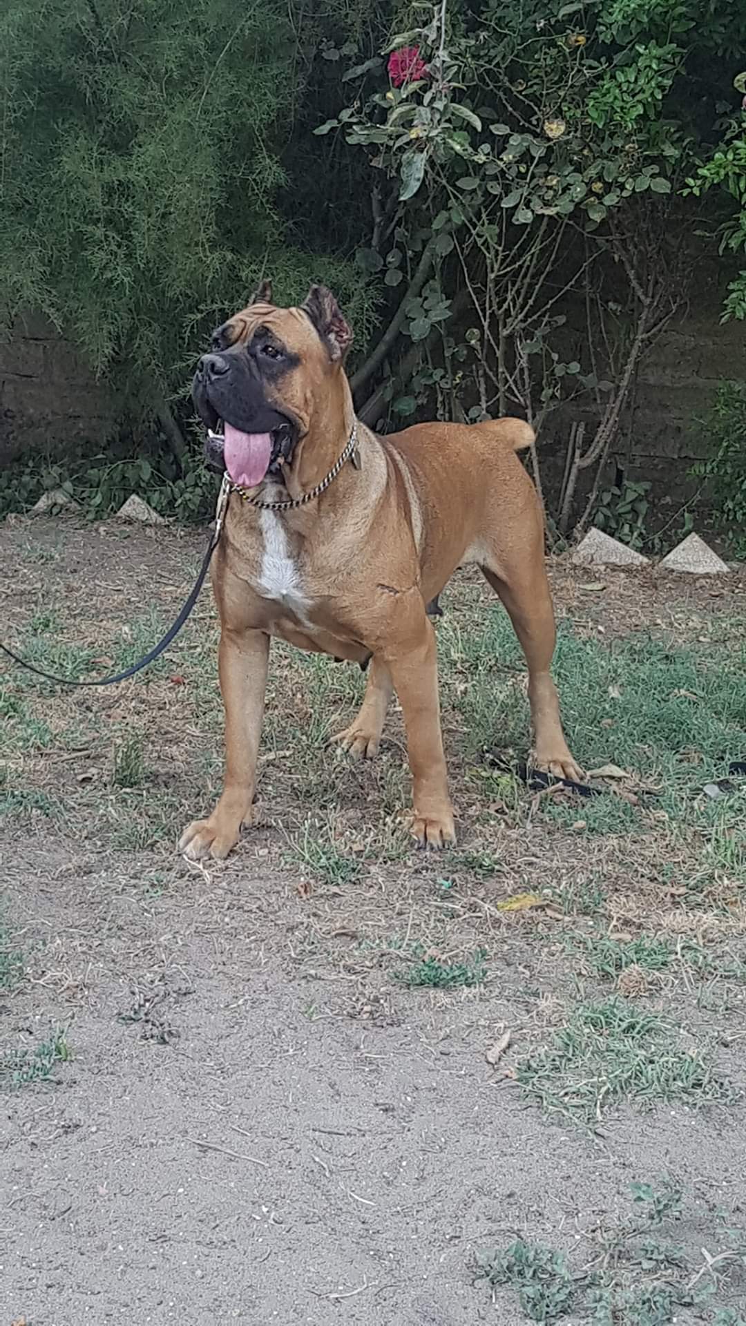 Folgore Femmina Cane Corso Fattrice 7