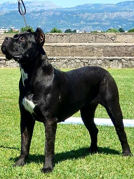 Itaca Cane Corso Femmina Fattrice Il Corso Dell Olimpo 1
