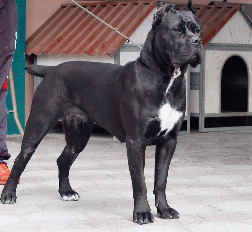 Itaca Cane Corso Femmina Fattrice Il Corso Dell Olimpo 2
