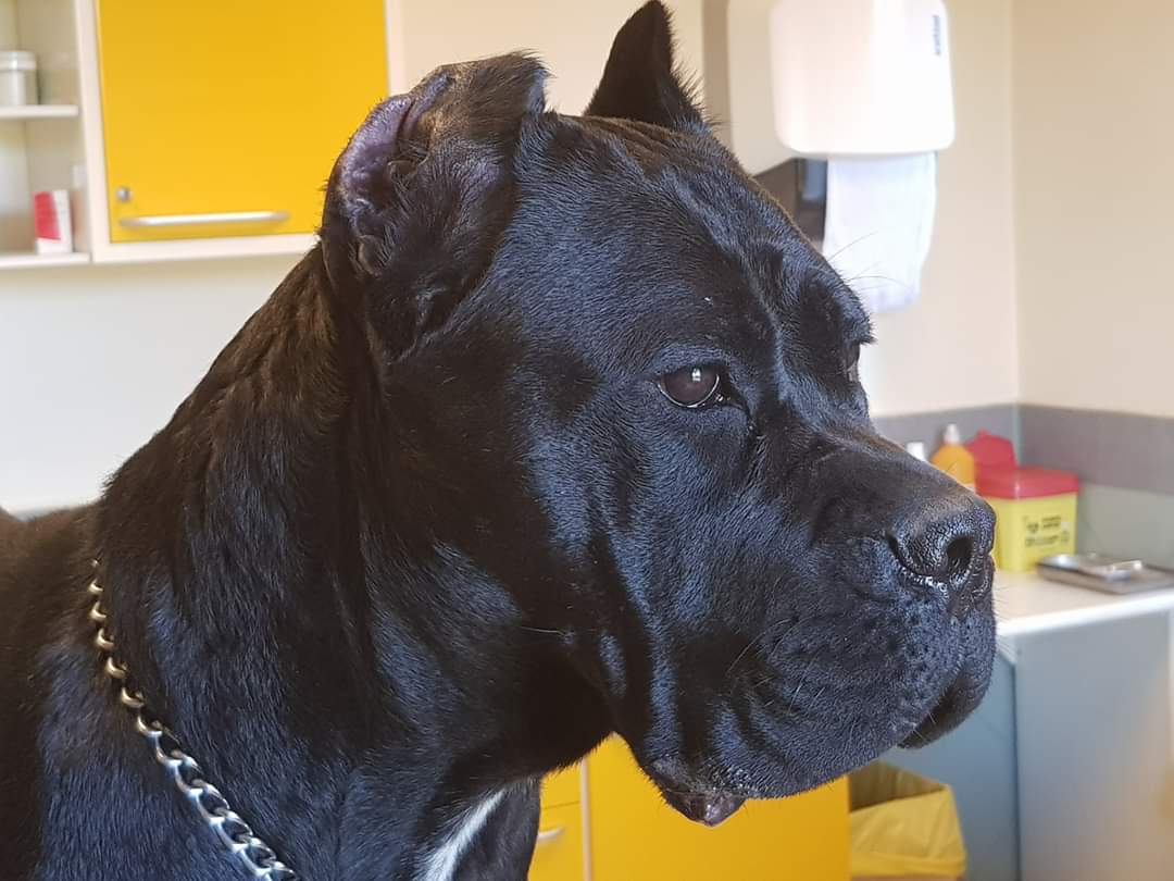 Itaca Cane Corso Femmina Fattrice Il Corso Dell Olimpo 3
