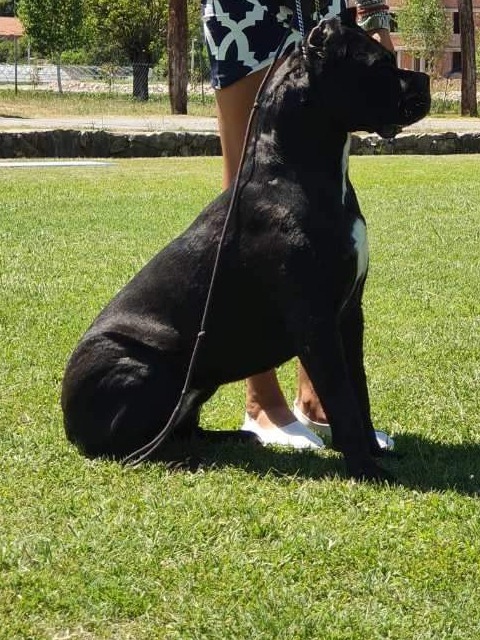Itaca Cane Corso Femmina Fattrice Il Corso Dell Olimpo 4