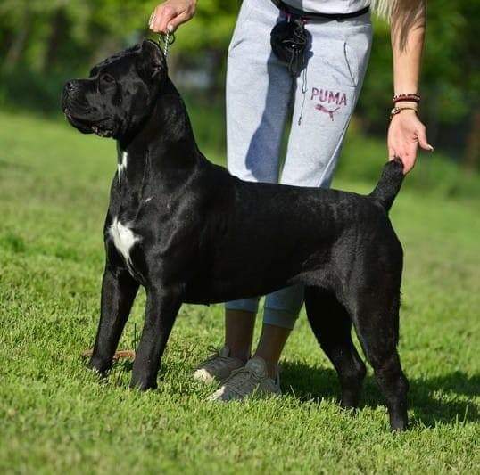 Itaca Cane Corso Femmina Fattrice Il Corso Dell Olimpo 5